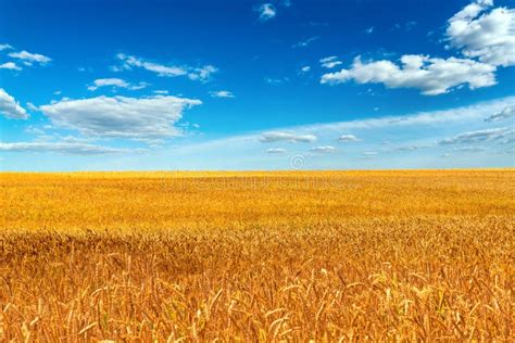 Campo de trigo dorado bajo un cielo azul