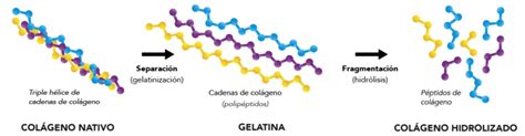 Esquema de la estructura del colágeno y su relación con la gelatina