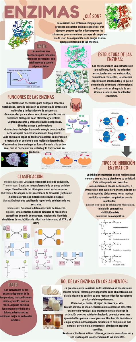 Infografía detallando las diferentes enzimas utilizadas en pastelería y sus funciones.