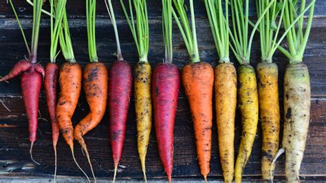 Diferentes tipos de zanahorias y cortes