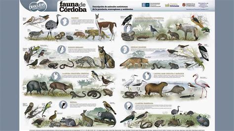 Ilustración de las especies autóctonas uruguayas presentes en la Estación de Cría