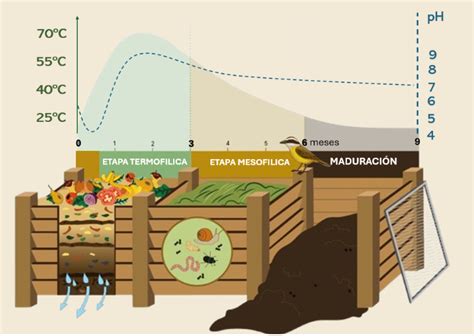 Diagrama de las fases de compostaje para el cultivo de champiñones