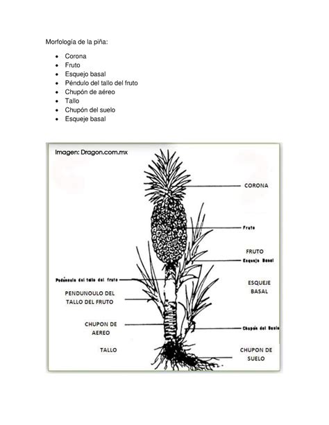 Esquema botánico de la planta de piña, mostrando la roseta basal, el escapo y el fruto compuesto.