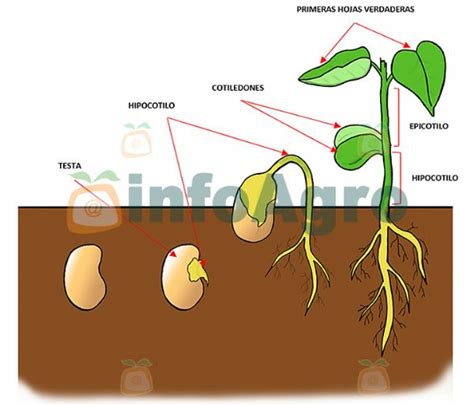 Ilustración esquemática del proceso de germinación de una semilla de cebolla, mostrando las etapas de imbibición, activación metabólica y emergencia de la radícula y el coleóptilo.