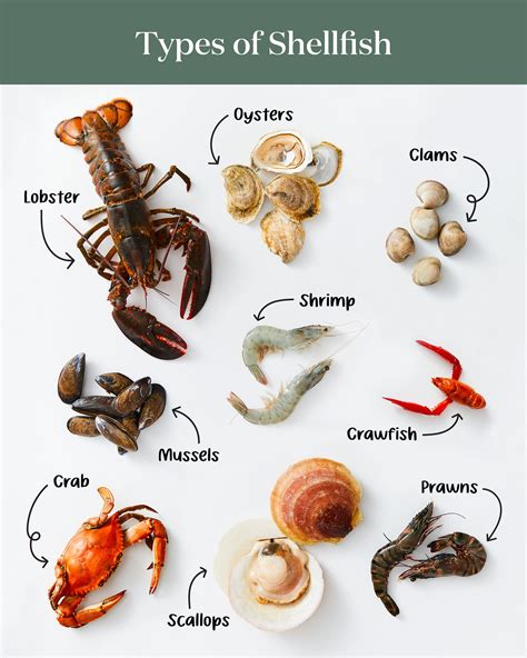 Esquema clasificador: Seafood (abarca Fish y Shellfish), donde Shellfish se divide en crustáceos, moluscos y cefalópodos.