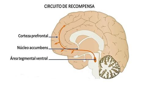 Diagrama simplificado del circuito de recompensa cerebral con énfasis en la dopamina.