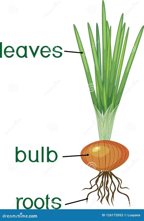 Ilustración de la estructura de una planta de cebolla con su bulbo y hojas.