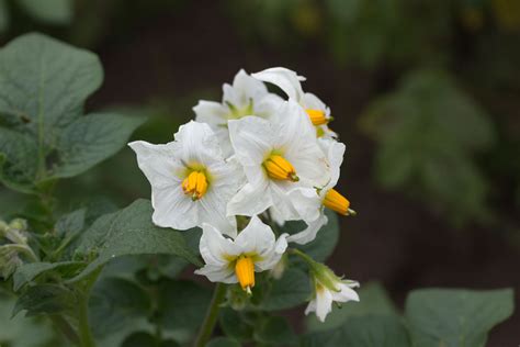 Figura 2. Flor de papa.