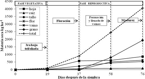 Figura 1. Curvas de acumulación de materia seca por planta en variedades de papa. A. Hojas, B. Tallos, C. Tubérculos, D. Total.