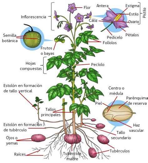Figura 1. Estructura general de la planta de papa.