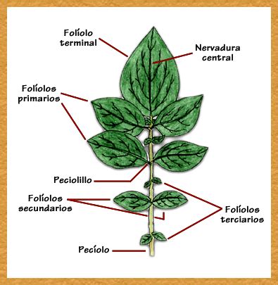 Figura 3. Hoja compuesta de papa.