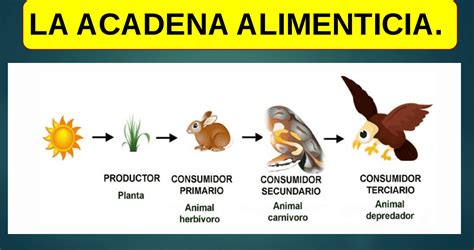 Esquema de la cadena de contaminación alimentaria