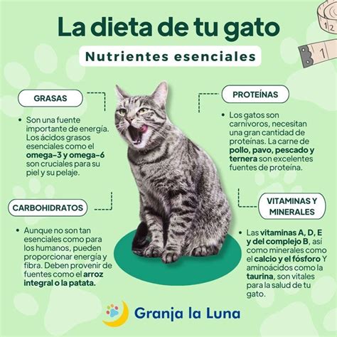 infografía sobre la dieta carnívora de los gatos, destacando la importancia de proteínas y grasas