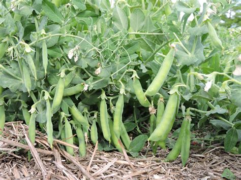 Fotografía de un campo de arvejas con buen porte de cosecha, destacando la variedad Carrington.