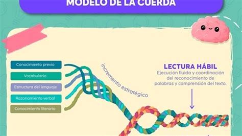 Esquema del miocardio continuo y helicoidal según el modelo de la cuerda de Torrent Guasp, diferenciando la lazada basal y la lazada apexiana.
