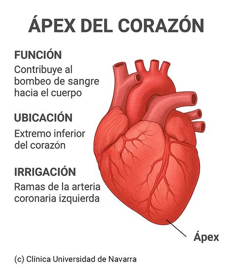 Fotografía detallada de la transiluminación del ápex cardíaco, mostrando la ausencia casi total de tejido muscular en el fondo de saco.
