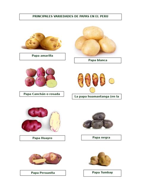 Infografía comparativa de las principales variedades de papas chilenas
