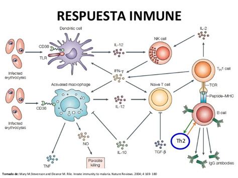 Diagrama de la respuesta inmune en una reacción alérgica