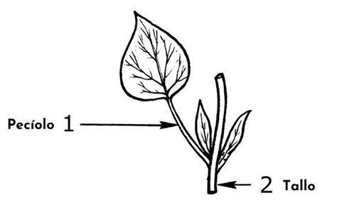 Esquema anatómico de la planta de acelga: raíz profunda, pecíolo (penca) y limbo foliar.