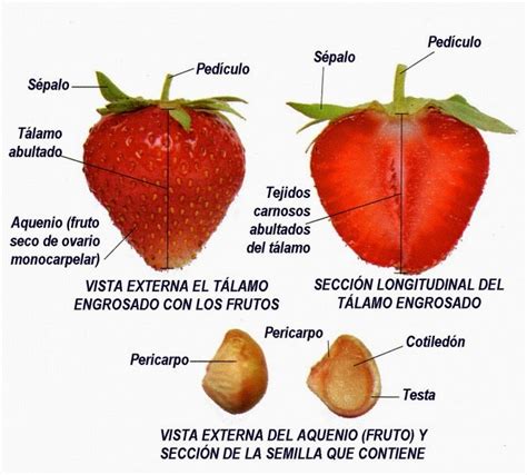 Esquema botánico comparativo: estructura del eterio y ubicación de los aquenios en la frutilla blanca.