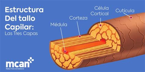 Esquema de la estructura capilar y cómo actúan los pigmentos