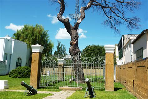 Fotografía del tronco y restos del Pino Histórico de San Lorenzo.