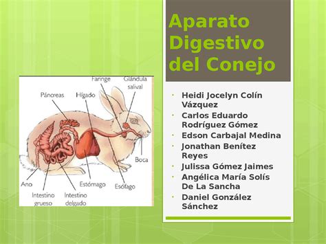 Esquema del sistema digestivo de un conejo y sus dientes de crecimiento continuo.