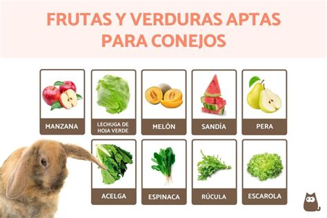 Variedad de hierbas y verduras frescas adecuadas para conejos.
