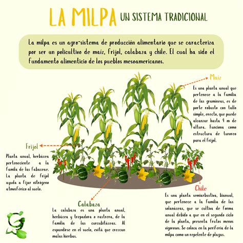 infografía sobre el sistema de la milpa y sus plantas compañeras