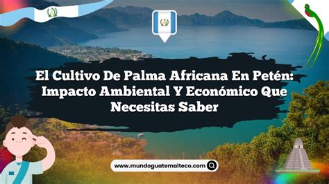 Infografía comparando el impacto ambiental de monocultivos de palma africana y palmito, y destacando alternativas sostenibles.