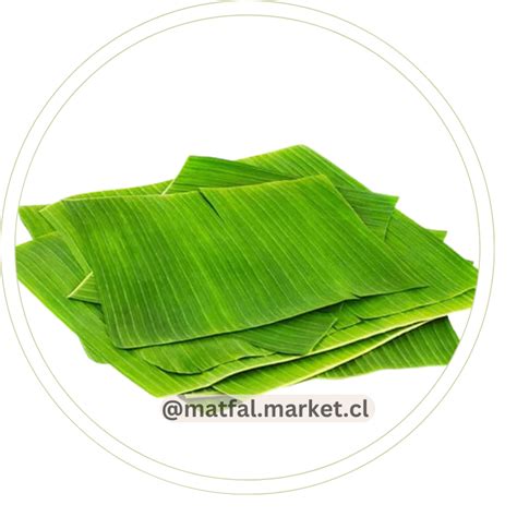 Ilustración detallada de hojas de plátano frescas, listas para ser utilizadas en la preparación de tamales.