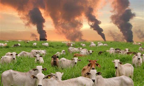 Esquema de los impactos ambientales de la ganadería (deforestación, emisiones, uso de agua, degradación del suelo)