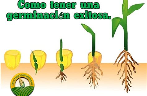 Diagrama del inicio de la germinación de la semilla de maíz, mostrando la absorción de agua y la emergencia de la radícula.