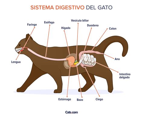 Esquema del sistema digestivo de un gato, resaltando el intestino.
