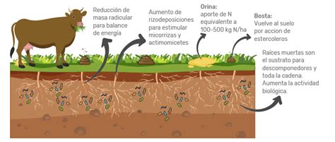 Esquema de secuestro de carbono en pastizales de ganadería regenerativa