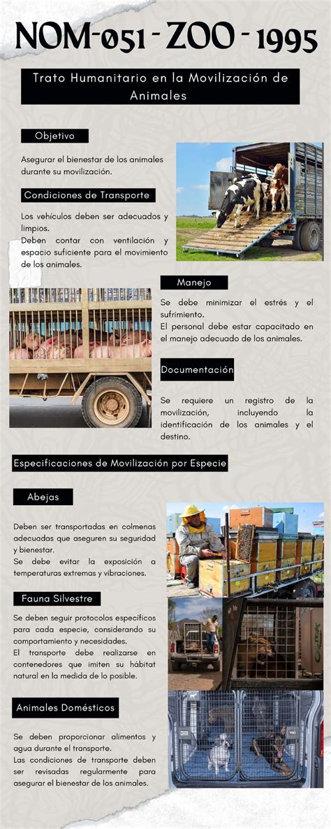 Ilustración de prácticas aplicadas durante la movilización animal, como el arreo con caballos y el uso de rampas de embarque adaptadas.