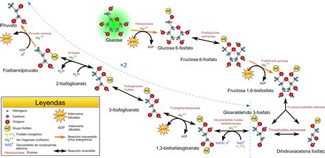 Diagrama explicativo de las rutas metabólicas de producción de energía celular, incluyendo glucólisis aeróbica y anaeróbica.