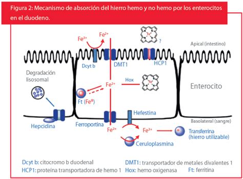 esquema que ilustra la interacción de la vitamina C con el hierro no hemo