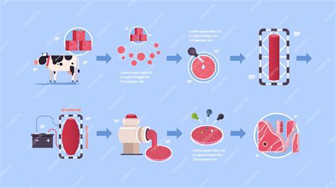 Esquema del proceso de producción de carne cultivada en laboratorio