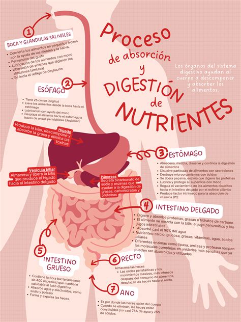Esquema de un estómago con alimentos y leche, mostrando el proceso de digestión