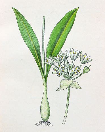 Ilustración botánica detallada de Allium melananthum, mostrando bulbo, tallo, hojas, inflorescencia y detalle de tépalos y semillas.