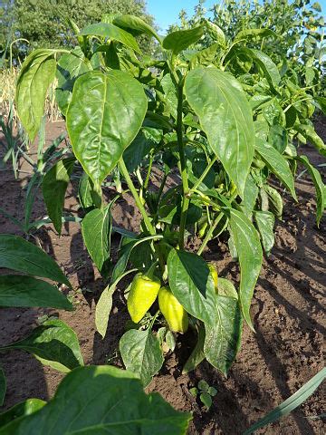Infografía comparativa de las diferentes especies de Capsicum, destacando sus características morfológicas y frutos.