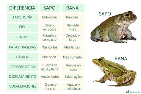 Infografía comparativa de las diferencias físicas entre ranas y sapos: piel, extremidades y hábitat