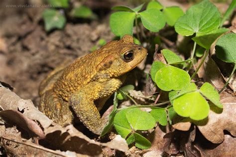 Fotografía detallada del Sapo Común (Bufo bufo), mostrando su piel verrugosa y glándulas parotoides