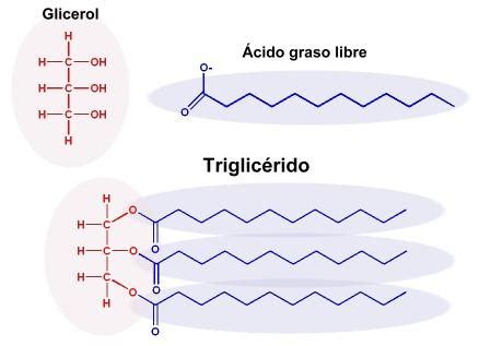 Gráfico de la estructura molecular de los triglicéridos y la acción de los emulsionantes en la interfaz grasa-agua
