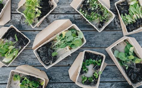 Infografía sobre materiales biodegradables y compostables