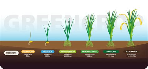 Esquema del ciclo de cultivo del arroz con énfasis en la resistencia a enfermedades.