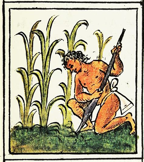 Ilustración de indígenas precolombinos moliendo maíz
