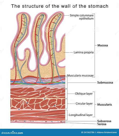 Esquema de las capas de la pared del estómago