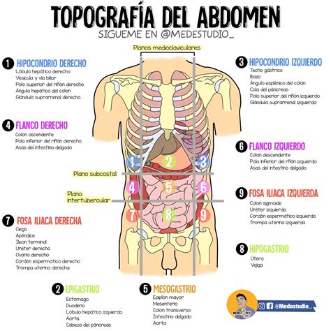 Diagrama de las regiones del abdomen humano